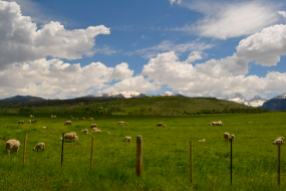 Sheep in Idaho